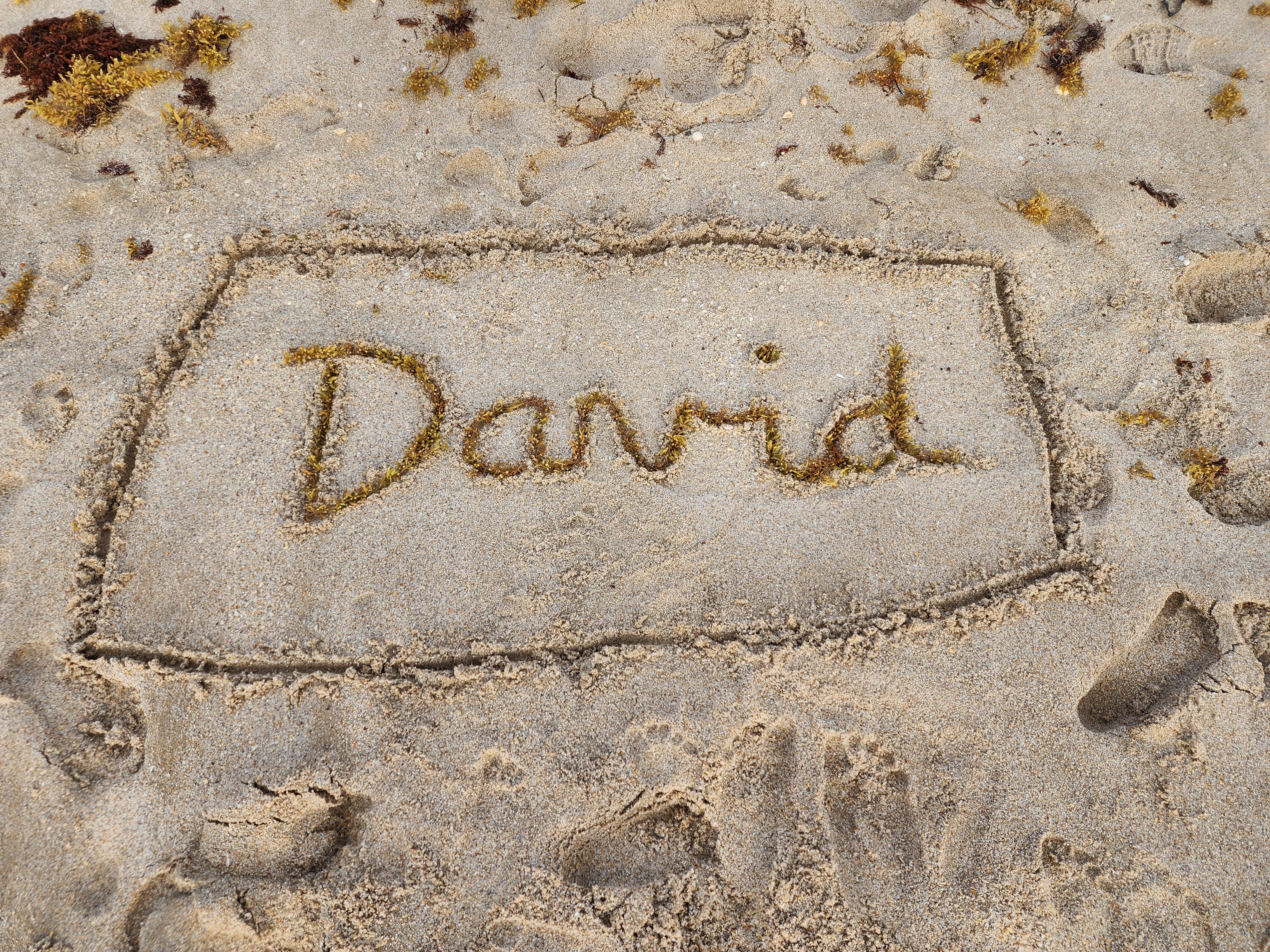 david